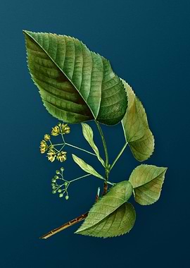 Vintage Floral Drawing