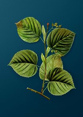 Vintage Floral Drawing