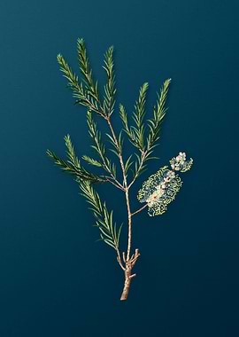 Vintage Flowers on Teal