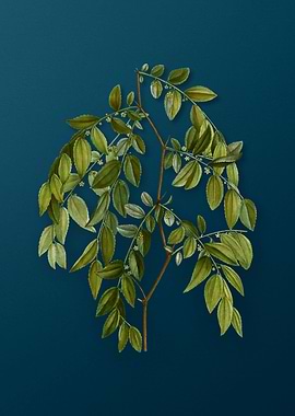 Vintage Botanical Drawing