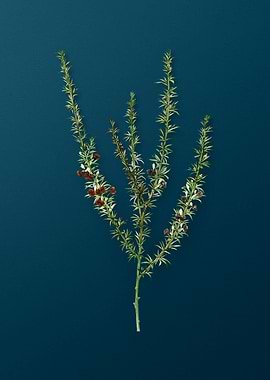 Vintage Botanicals on Teal