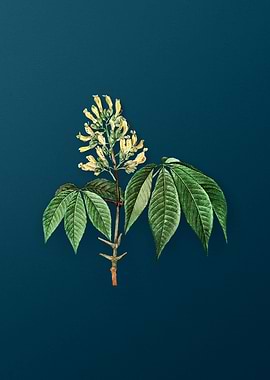 Botanical Drawing on Teal