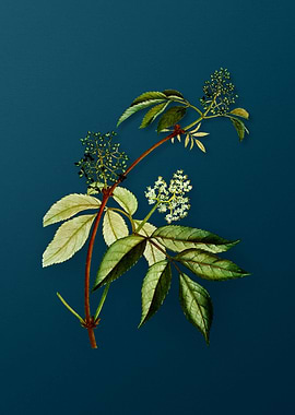 Vintage Botanicals on Teal