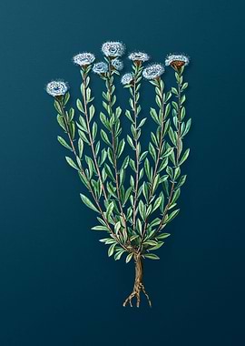 Classic Botanicals on Teal