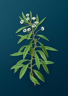 Classic Botanicals on Teal