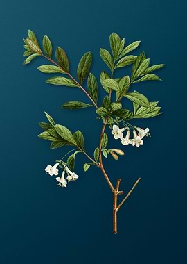 Botanical Drawing on Teal