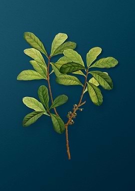 Vintage Botanicals on Teal