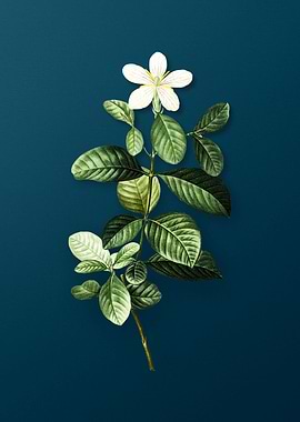 Classic Botanicals on Teal