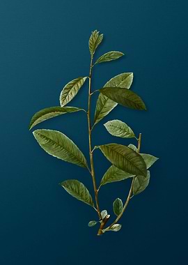 Vintage Flowers on Teal