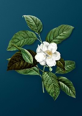 Vintage Flowers on Teal