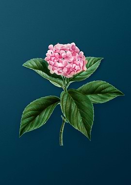 Classic Botanicals on Teal