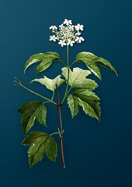 Vintage Flowers on Teal