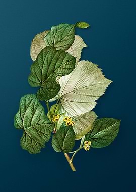 Vintage Floral Drawing