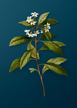 Vintage Botanicals on Teal