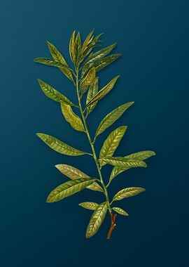 Vintage Botanicals on Teal