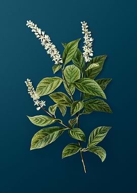 Vintage Florals on Teal