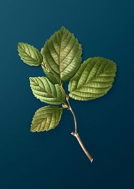 Botanical Drawing on Teal