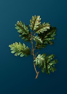 Vintage Botanical Drawing