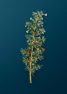 Vintage Botanical Drawing