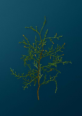 Vintage Flowers on Teal