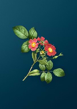 Vintage Botanicals on Teal