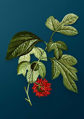 Vintage Flowers on Teal