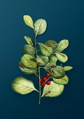 Vintage Floral Drawing