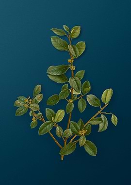 Vintage Botanical Drawing