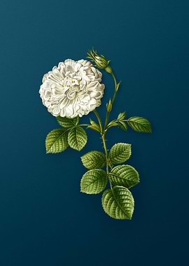 Botanical Drawing on Teal