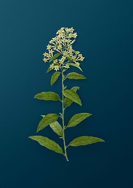 Vintage Flowers on Teal