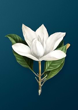White Southern Magnolia