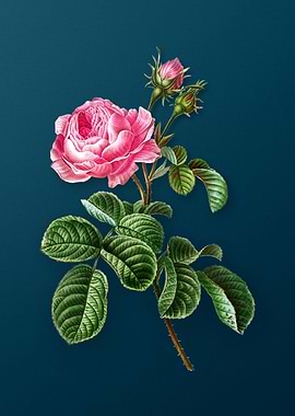 Vintage Flowers on Teal