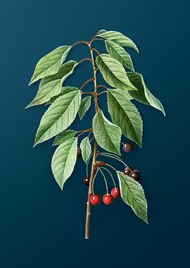 Botanical Drawing on Teal