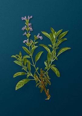 Classic Botanicals on Teal