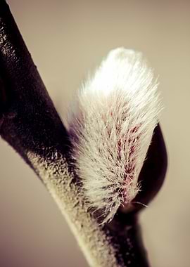 Aspen Tree Bud In Spring