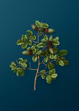 Vintage Botanical Drawing