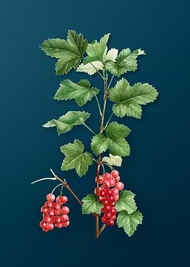 Vintage Botanicals on Teal