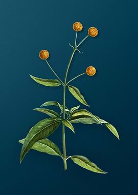 Vintage Flowers on Teal