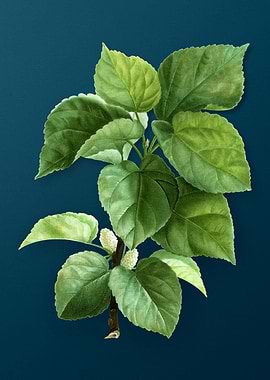 Botanical Drawing on Teal