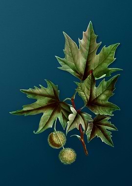 Vintage Botanicals on Teal