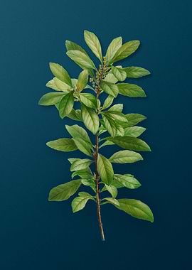 Classic Botanicals on Teal