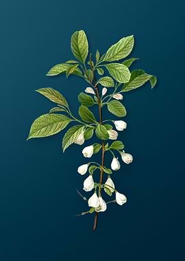 Vintage Botanicals on Teal