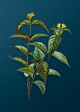 Vintage Botanicals on Teal