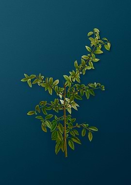 Vintage Botanicals on Teal