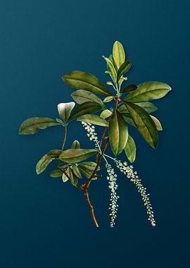 Vintage Flowers on Teal