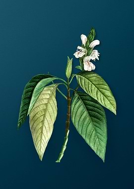 Vintage Floral Drawing