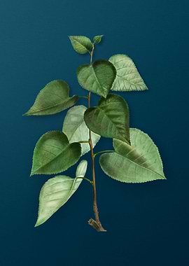 Vintage Flowers on Teal