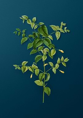 Vintage Botanicals on Teal