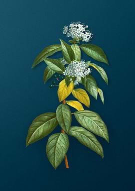 Vintage Botanical Drawing