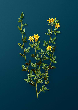 Botanical Drawing on Teal